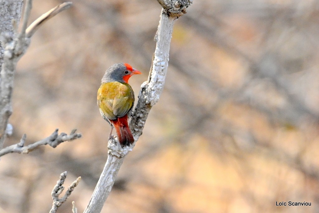Beaumarquet melba/Green-winged Pytilia