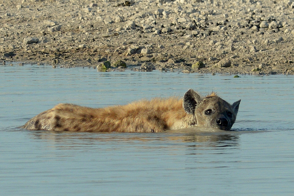 Hyène tachetée/Spotted Hyena (9)