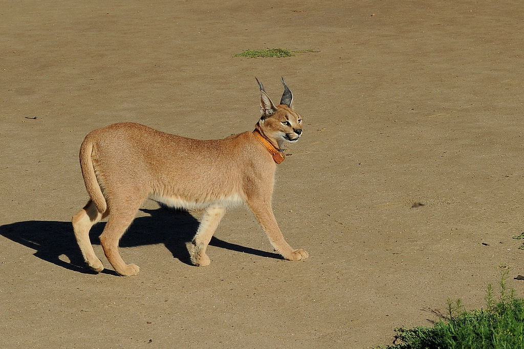 Caracal (2)