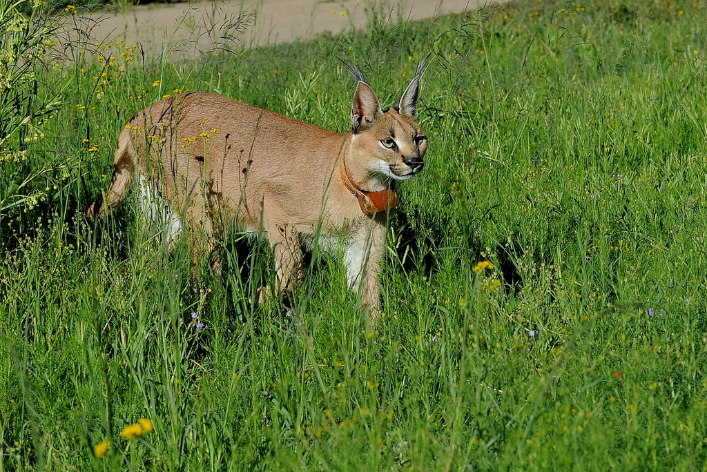 Caracal (3)