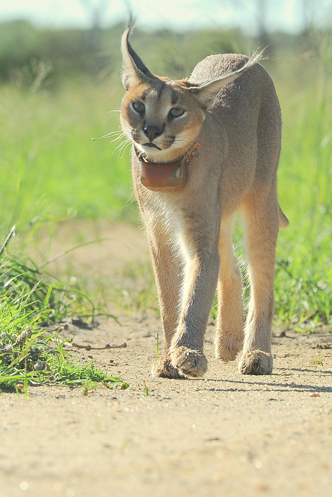 Caracal (4)