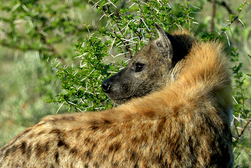 Hyène tachetée/Spotted Hyena (10)