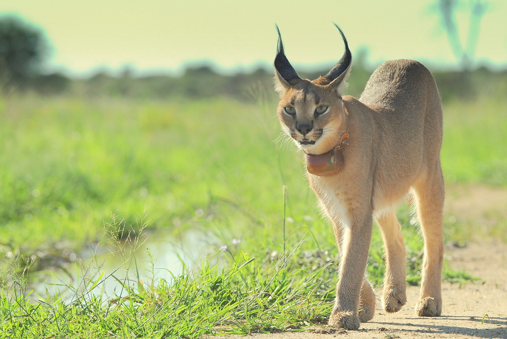 Caracal (5)