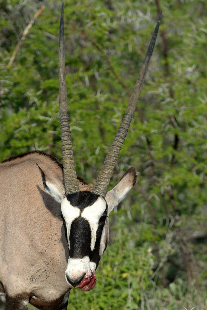 Oryx gazelle/Gemsbok (3)