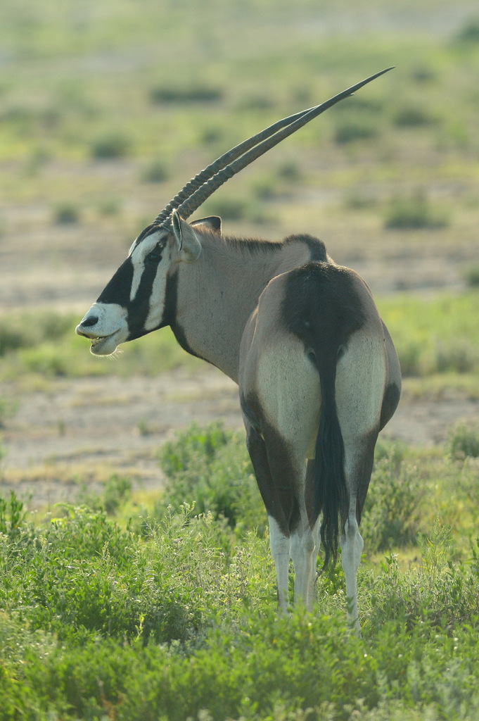 Oryx gazelle/Gemsbok (4)