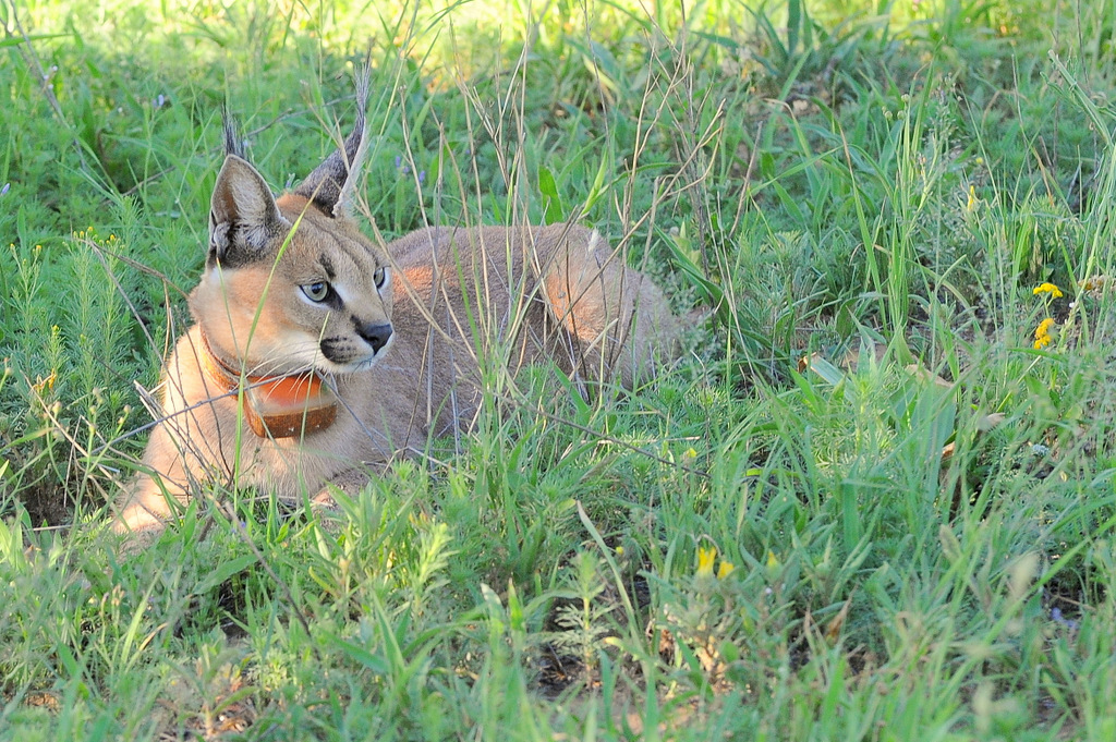 Caracal (7)