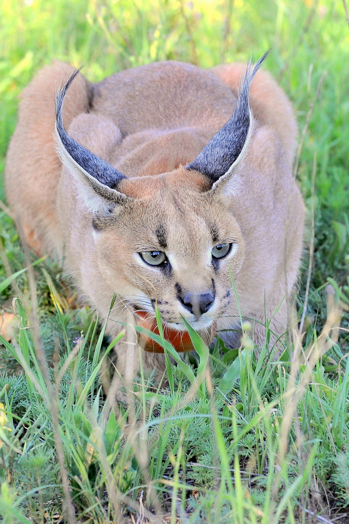 Caracal (8)