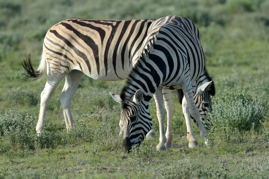 Zèbre/Zebra (2)
