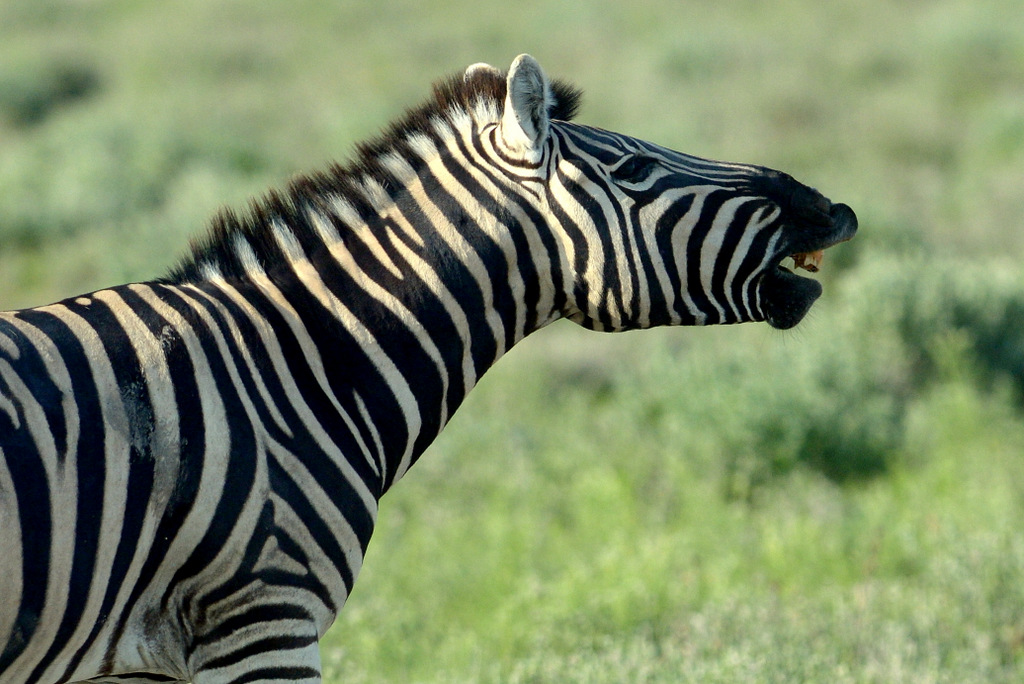 Zèbre/Zebra (3)