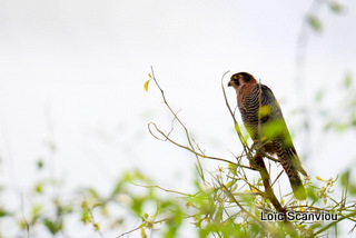 Faucon chicquera/Red-necked Falcon (1)