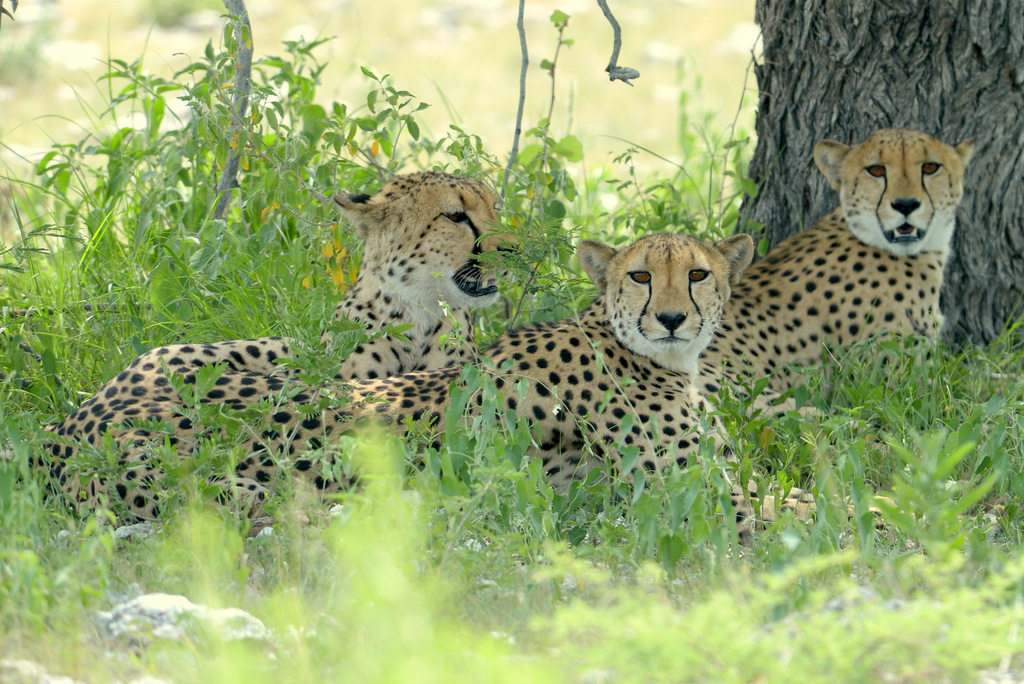 Guépard/Cheetah