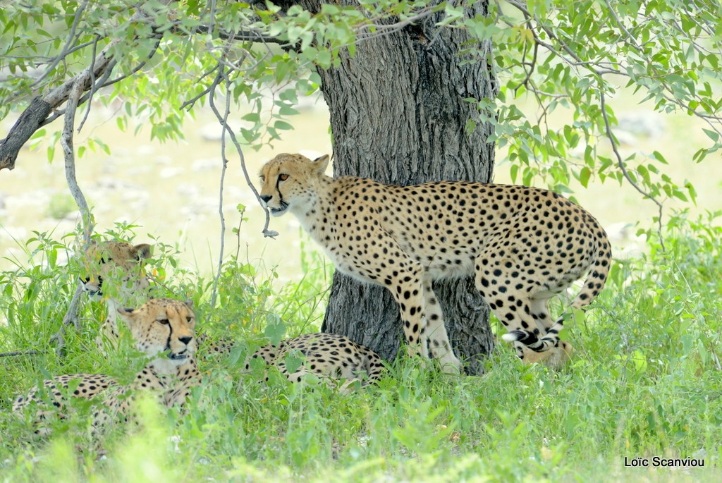 Guépard/Cheetah
