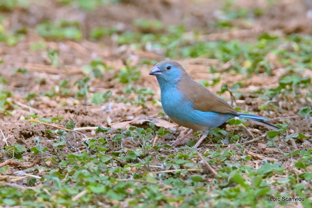Cordonbleu d'Angola/Blue Waxbill 