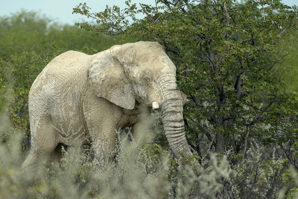 Eléphant (7)