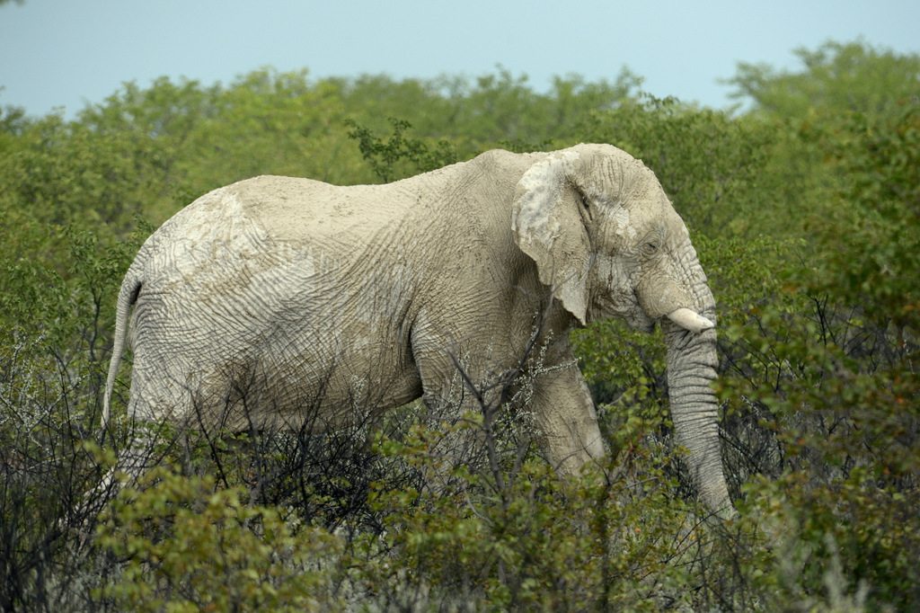 Eléphant (8)