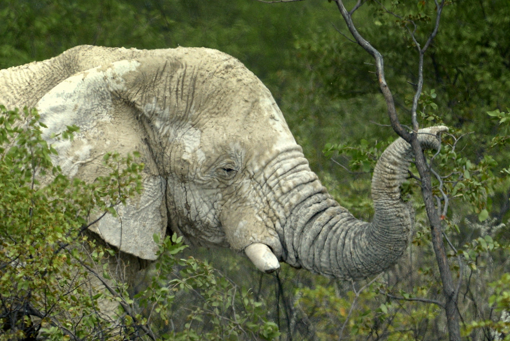 Eléphant (9)