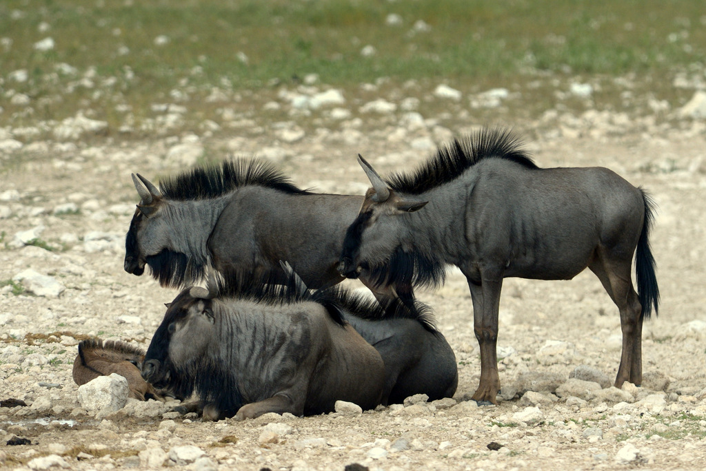 Gnou/Wildebeest (1)