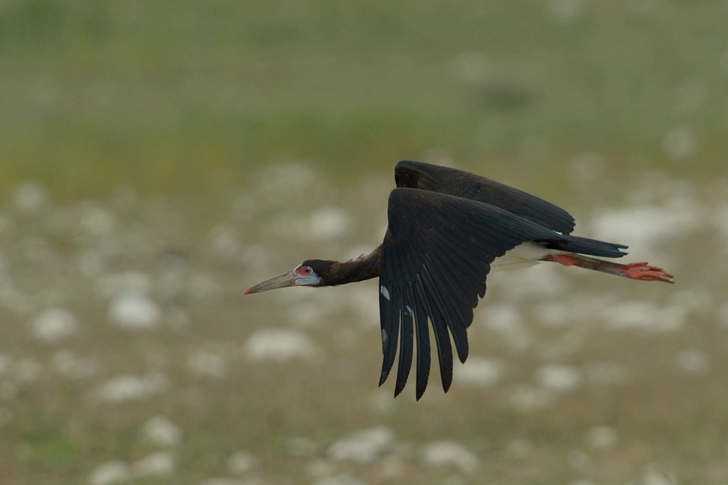 Cigogne d'Abdim/Abdim's Stork (1)
