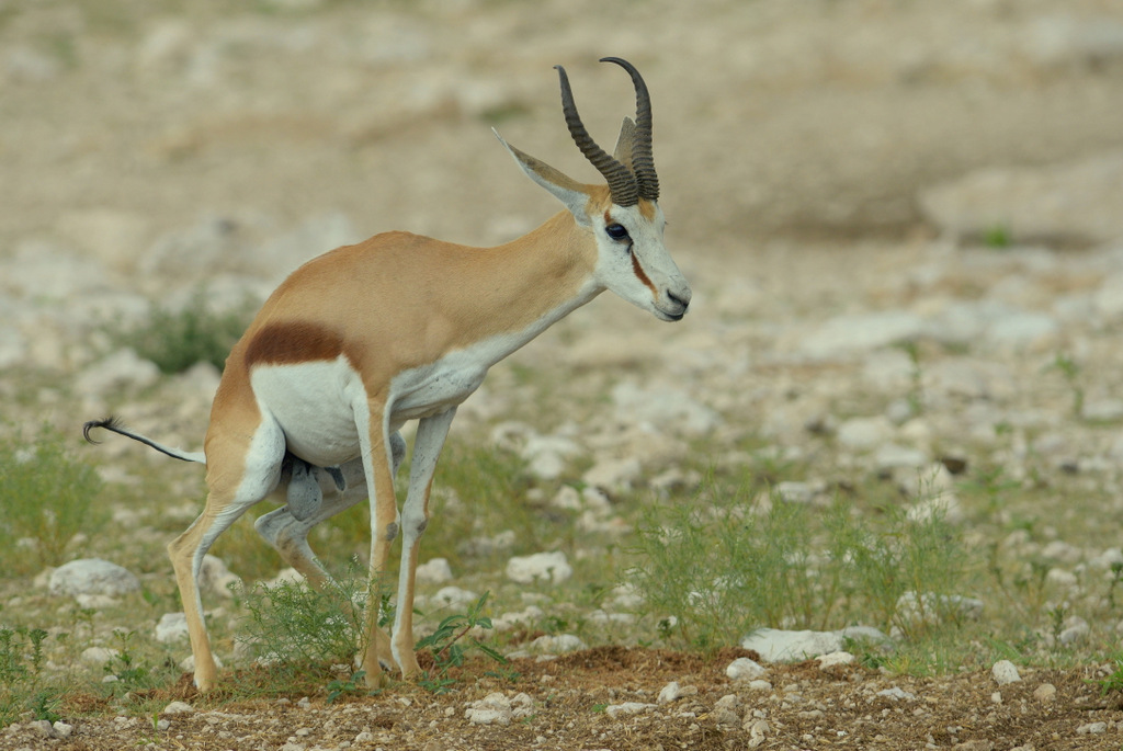 Springbok (4)