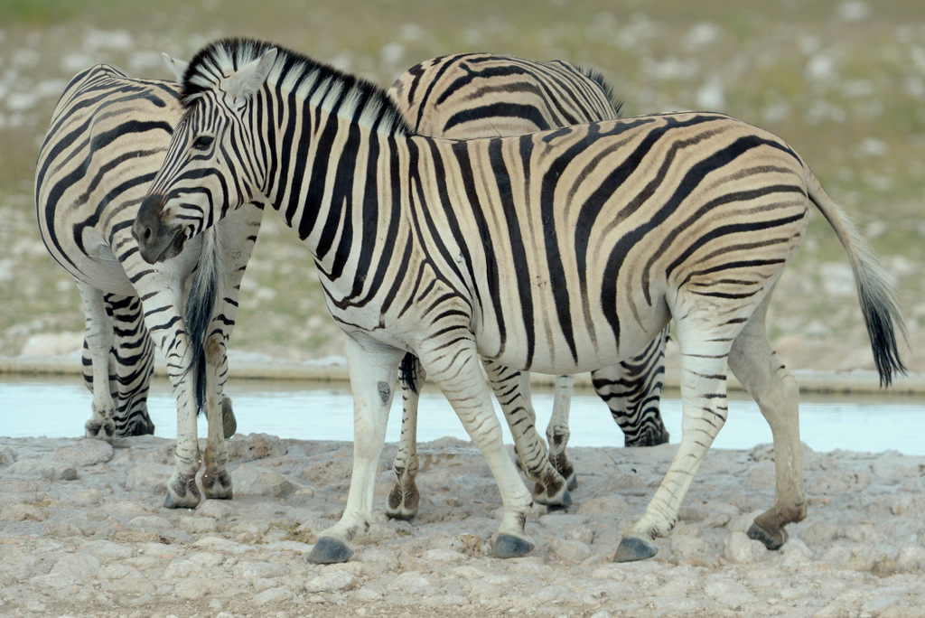 Zèbre/Zebra (4)