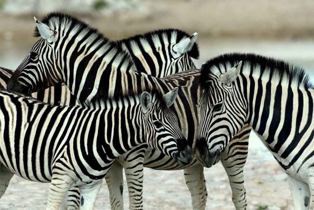 Zèbre/Zebra (5)