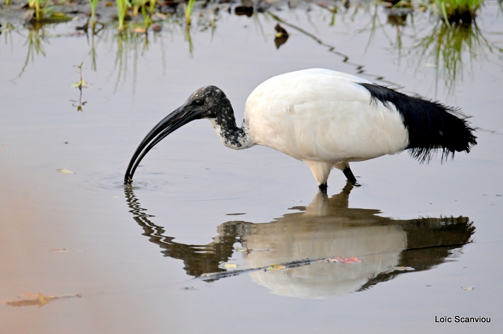 Ibis sacré/African sacred Ibis