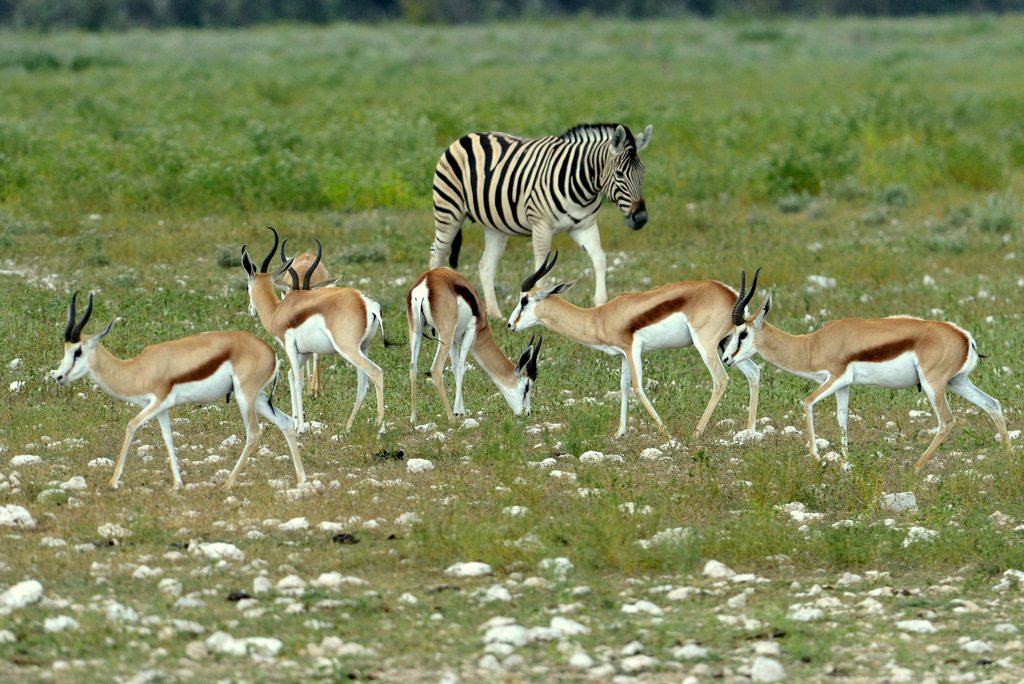 Springbok (5)
