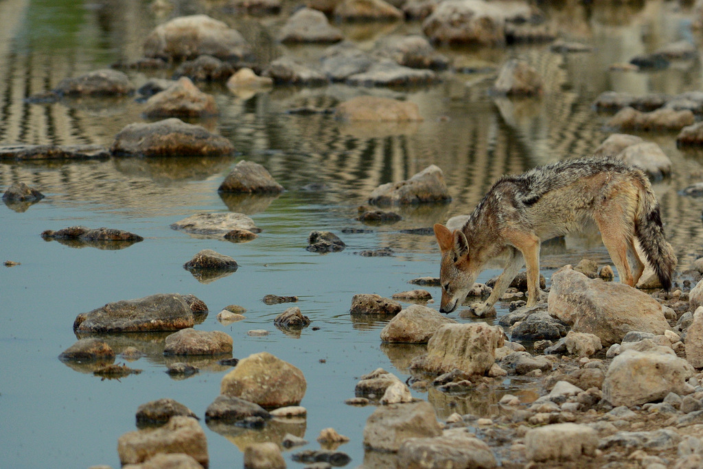 Chacal à chabraque/Blak-backed Jackal (1)