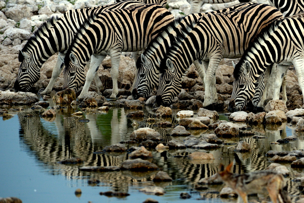 Zèbre/Zebra (7)