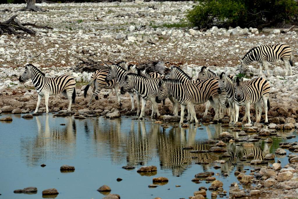 Zèbre/Zebra (8)