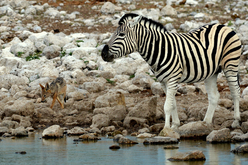 Zèbre/Zebra (9)