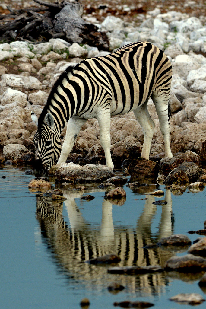 Zèbre/Zebra (10)