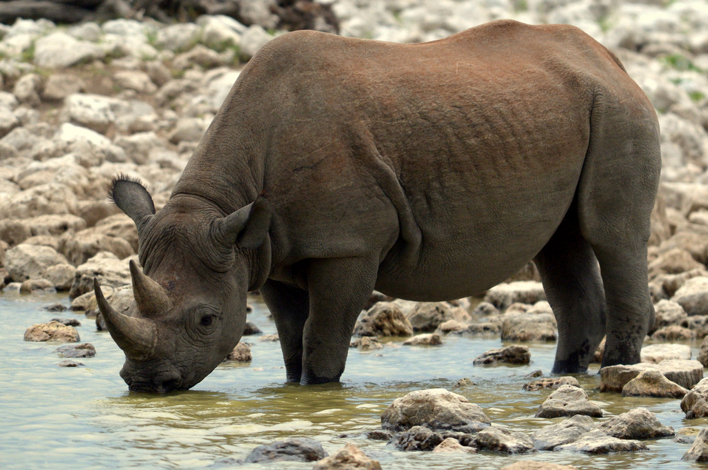 Rhinocéros noir/Black Rhino (7)