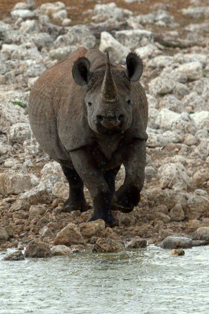 Rhinocéros noir/Black Rhino (8)