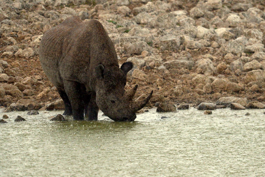 Rhinocéros noir/Black Rhino (9)