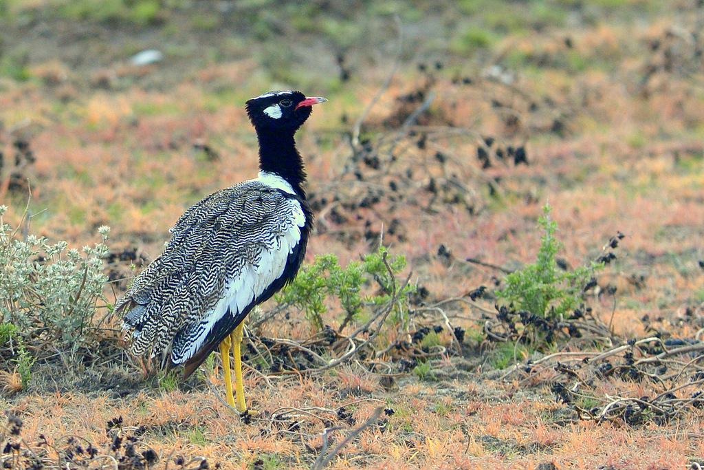 Outarde à miroir blanc/Northern Black Korhaan (1)
