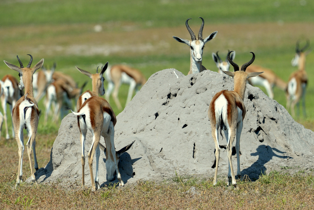 Springbok (6)