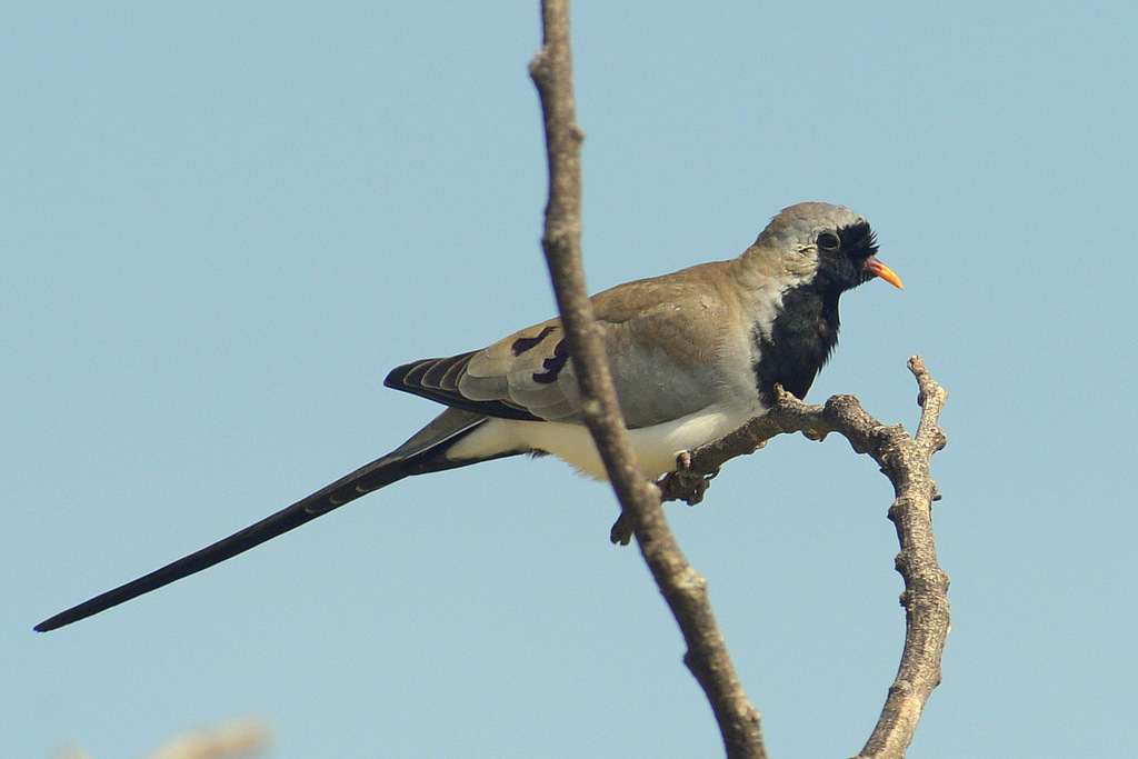 Tourterelle masquée/Namaqua Dove (1)