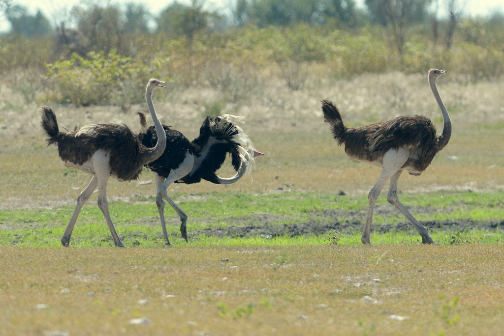 Autruche/Ostrich (2)