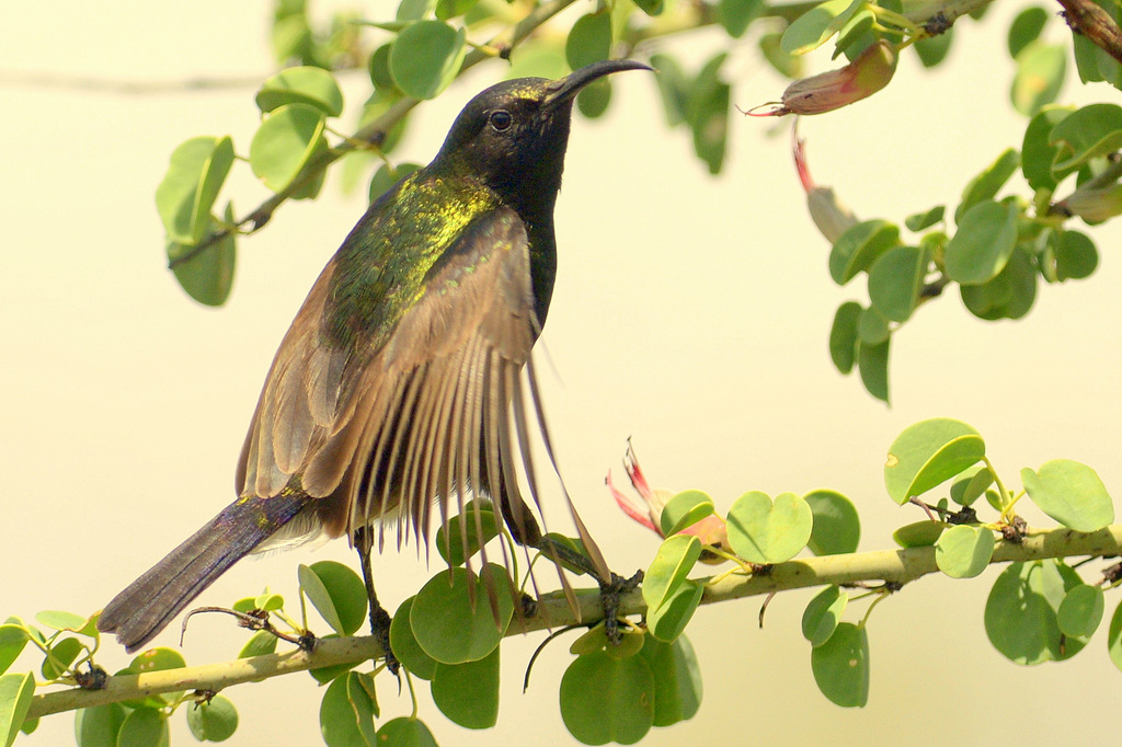 Souimanga/Sunbird (1)
