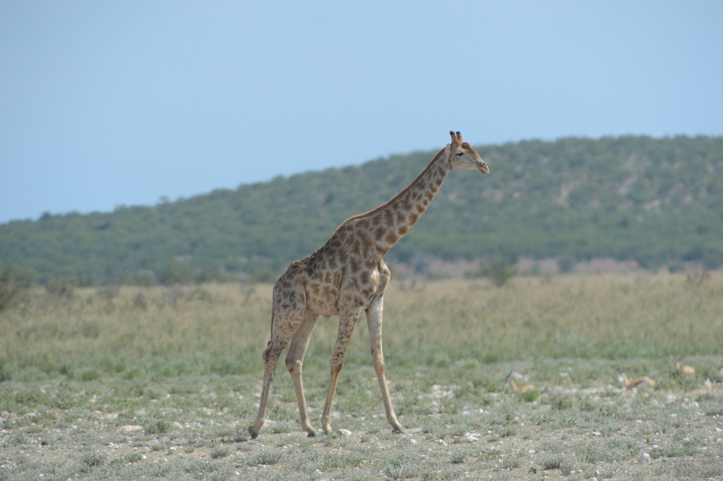 Girafe/Giraffe (5)