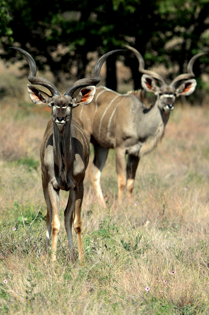 Koudou/Kudu (1)