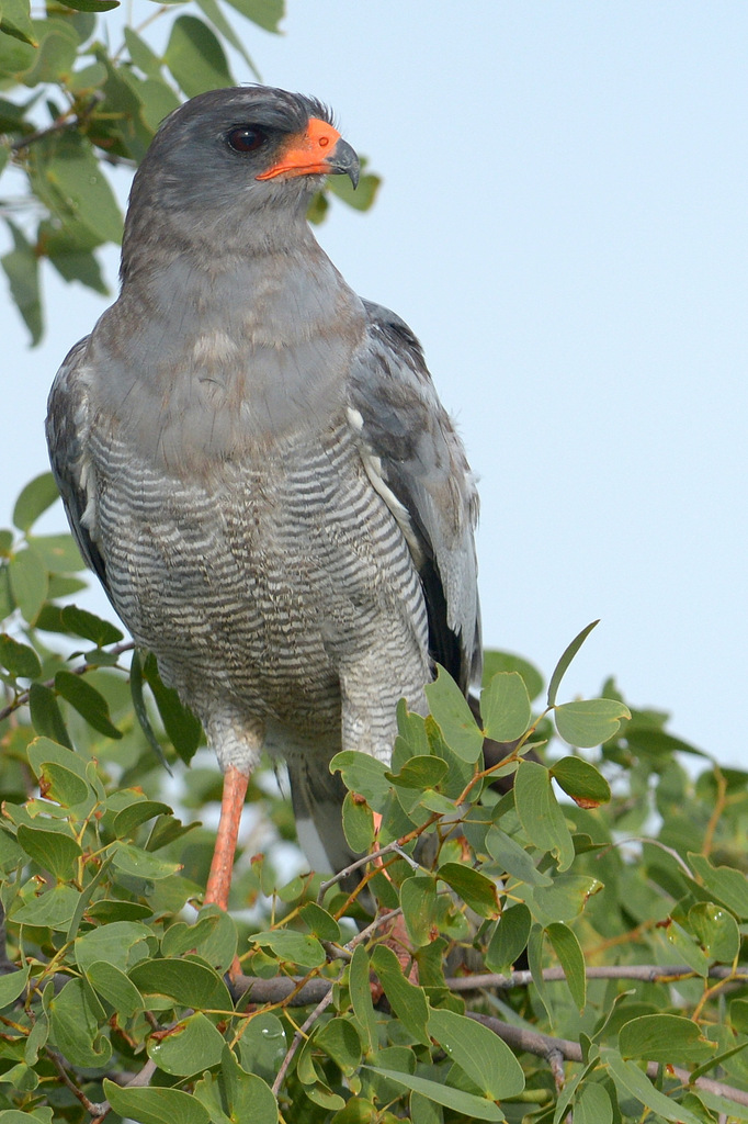 Autour chanteur/Southern Pale-chanting Goshawk (2)