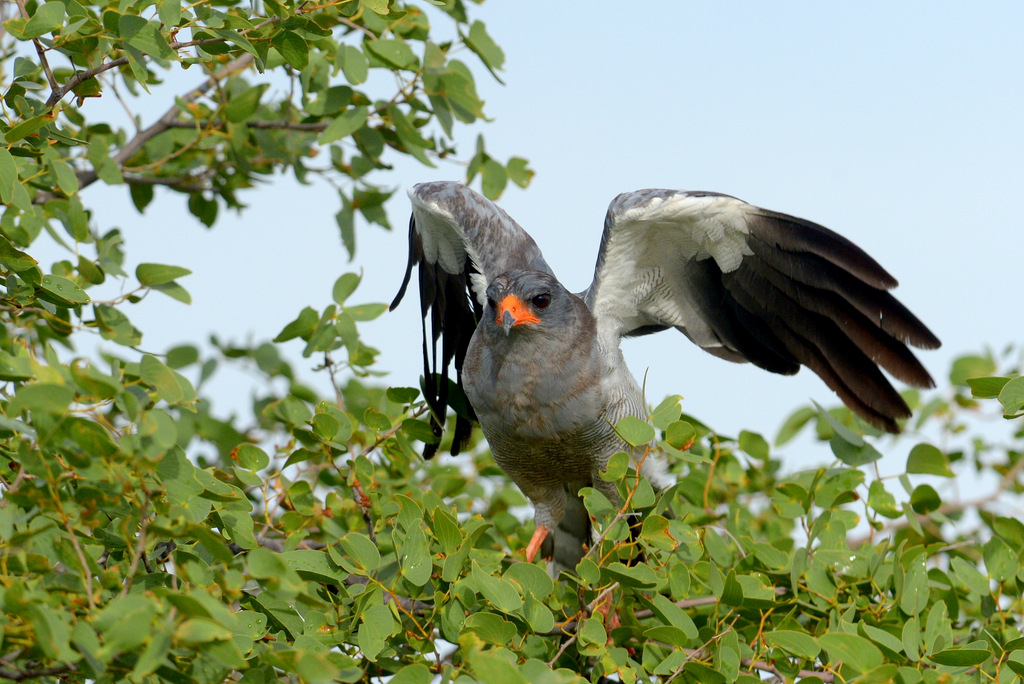 Autour chanteur/Southern Pale-chanting Goshawk (3)