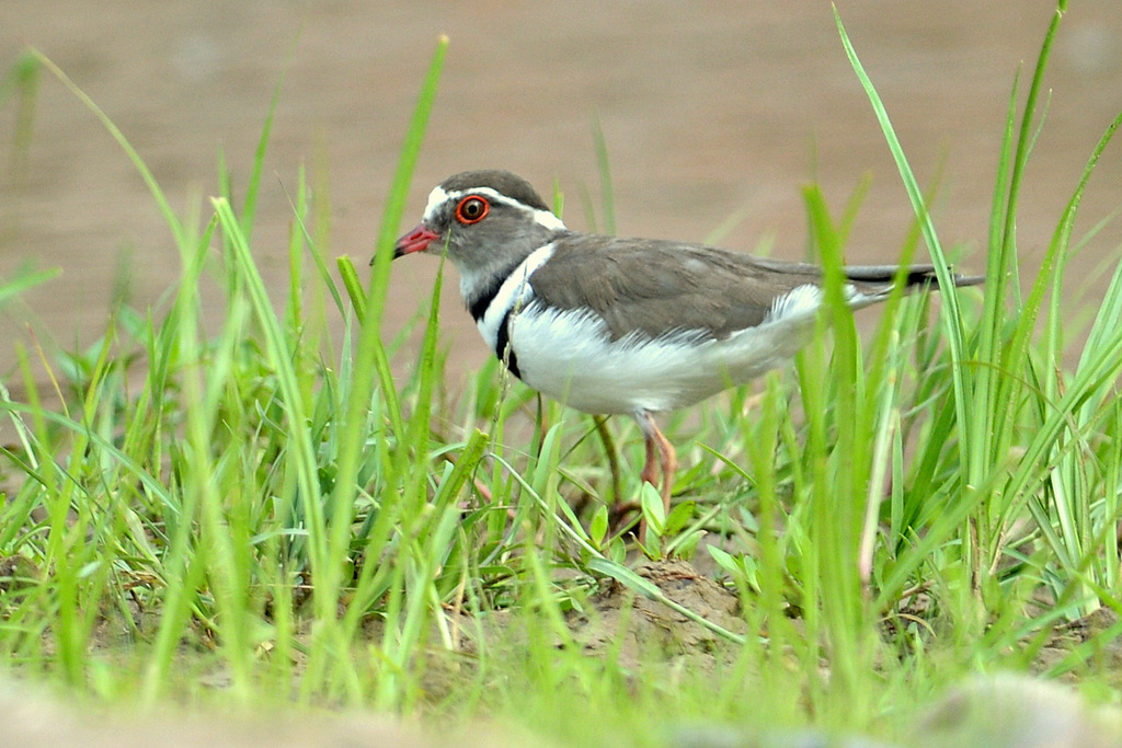 Pluvier à triple collier/Three-banded Plover (1)