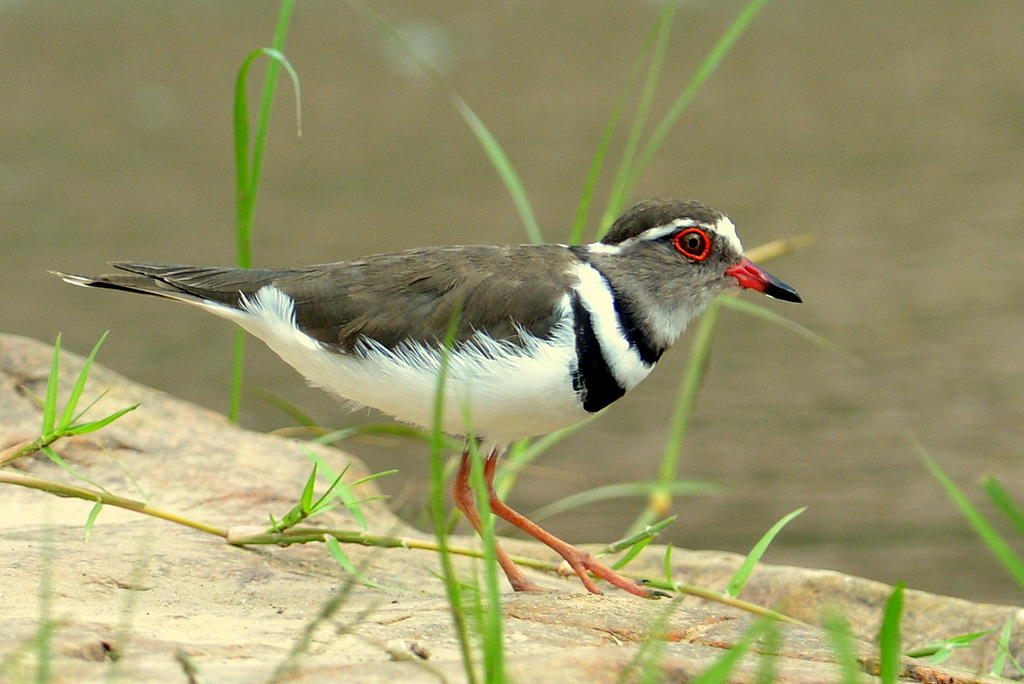 Pluvier à triple collier/Three-banded Plover (2)