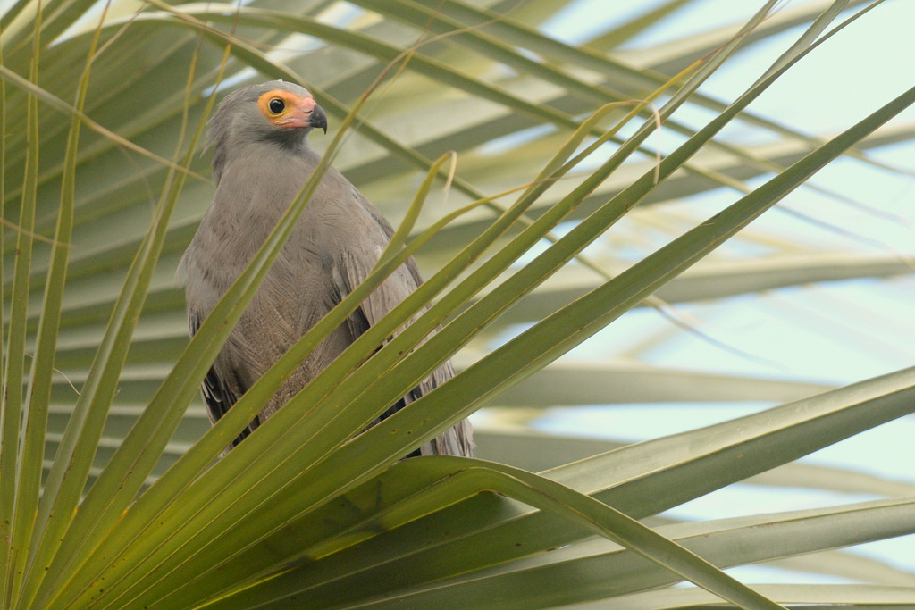 Gymnogène d'Afrique/African Harrier-Hawk (1)