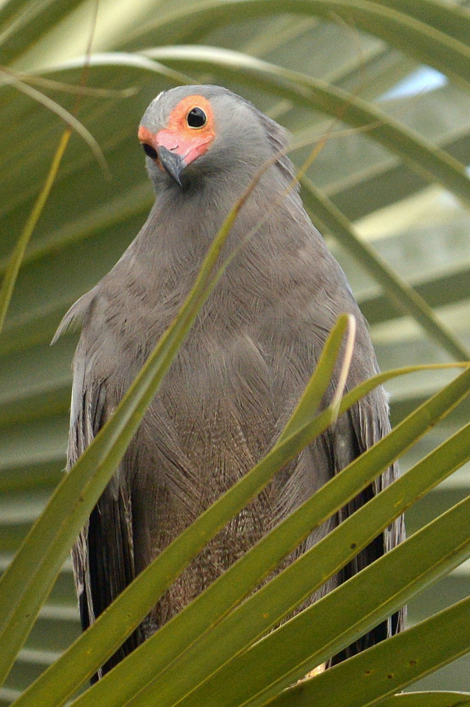 Gymnogène d'Afrique/African Harrier-Hawk (2)