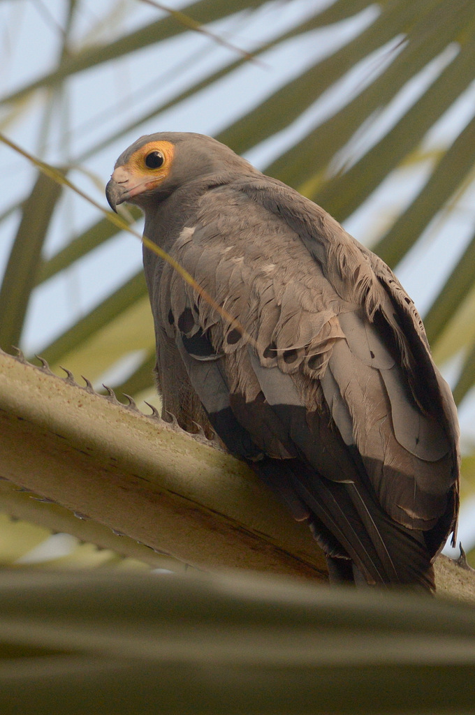 Gymnogène d'Afrique/African Harrier-Hawk (3)