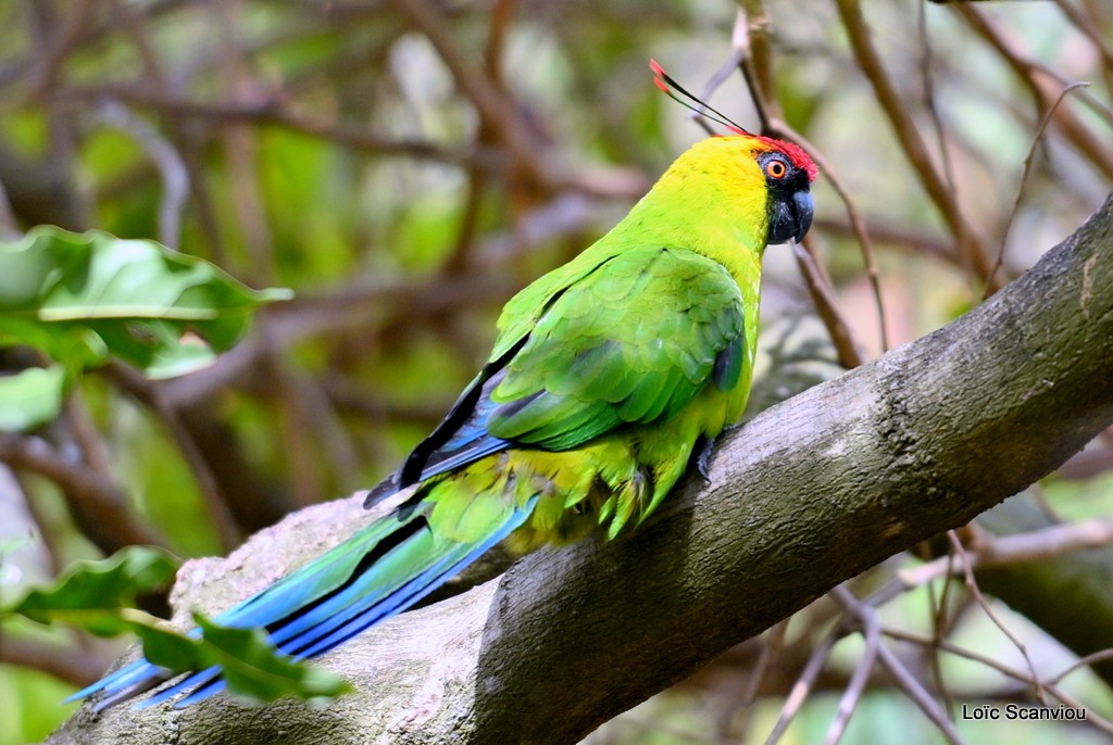 Perruche cornue/Horned Parakeet